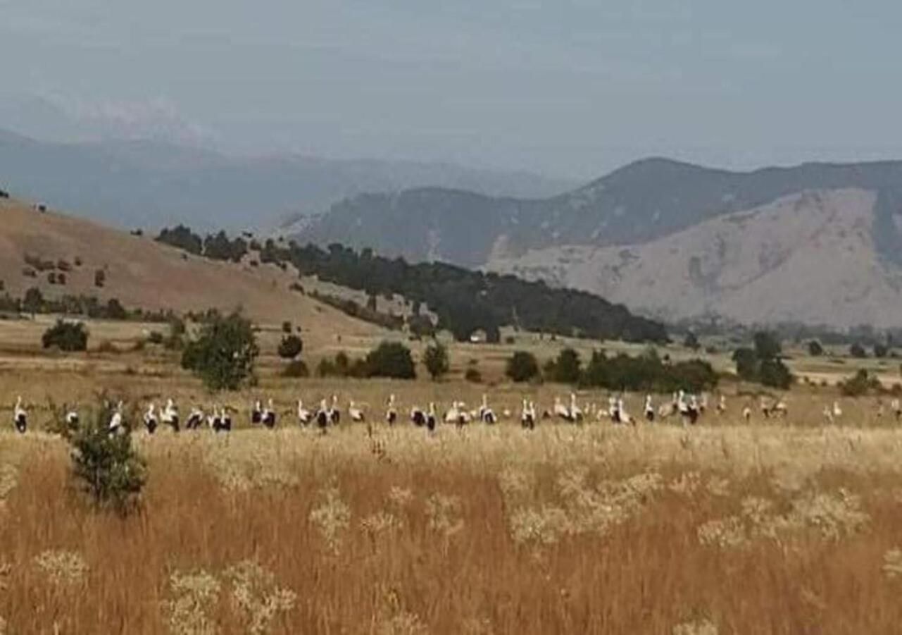 Airport Shtrkovi - Storks Διαμέρισμα Petrovec Εξωτερικό φωτογραφία
